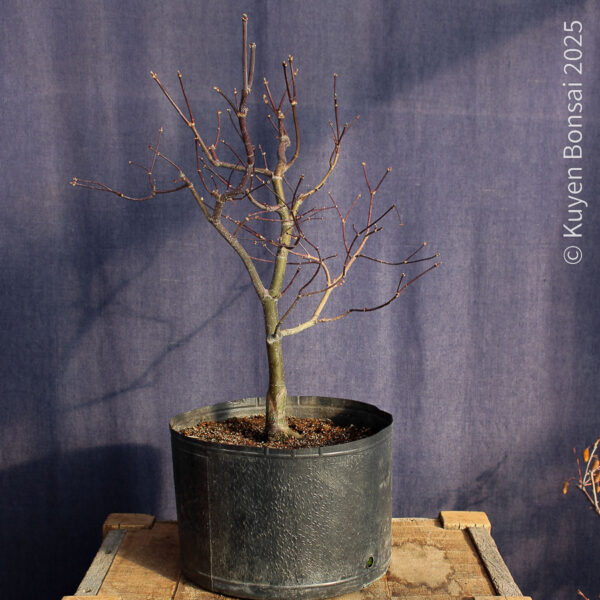 Acer palmatum "Bloodgood" #14 - Imagen 7