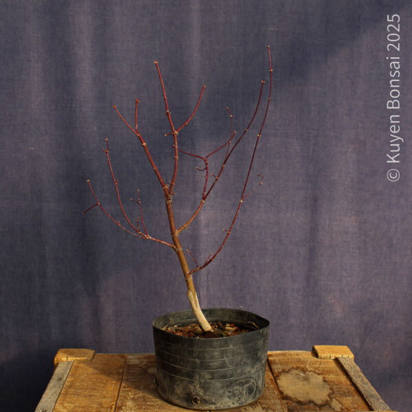 Acer palmatum "Bloodgood" #15