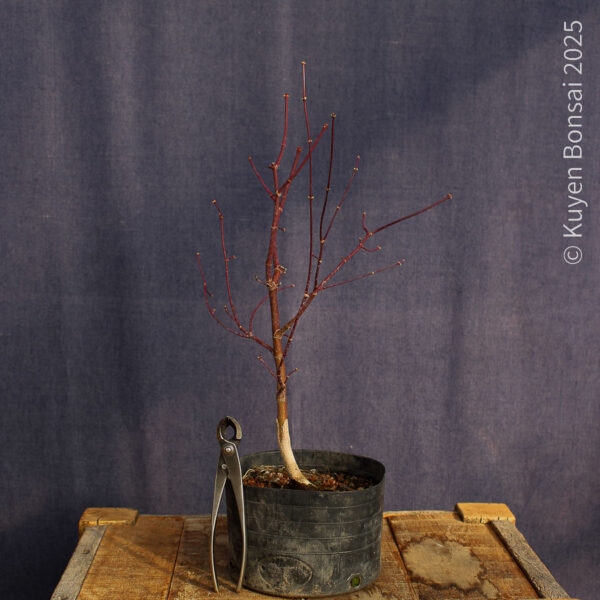Acer palmatum "Bloodgood" #15 - Imagen 2