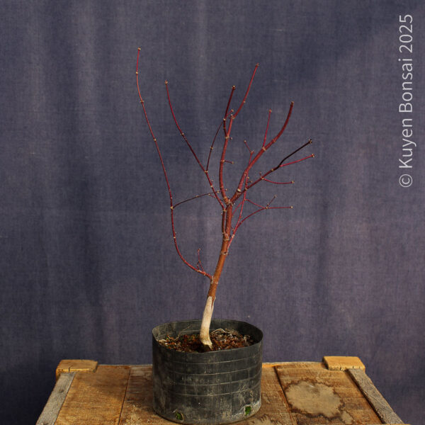 Acer palmatum "Bloodgood" #15 - Imagen 3