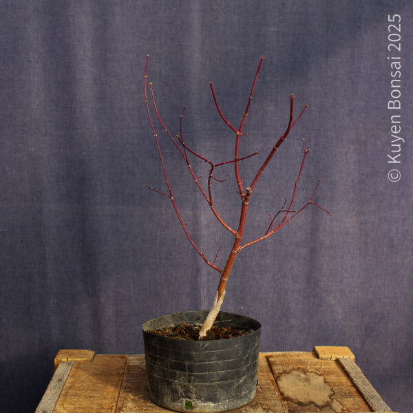 Acer palmatum "Bloodgood" #15 - Imagen 4
