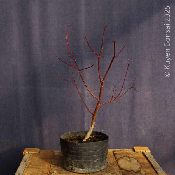 Acer palmatum "Bloodgood" #15 - Imagen 5
