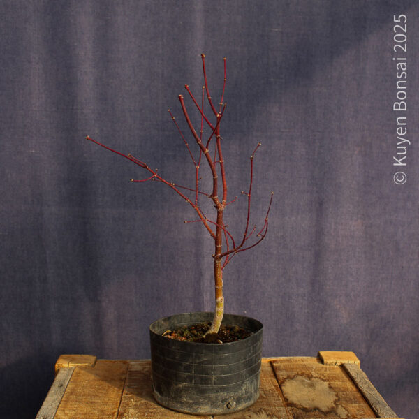 Acer palmatum "Bloodgood" #15 - Imagen 6