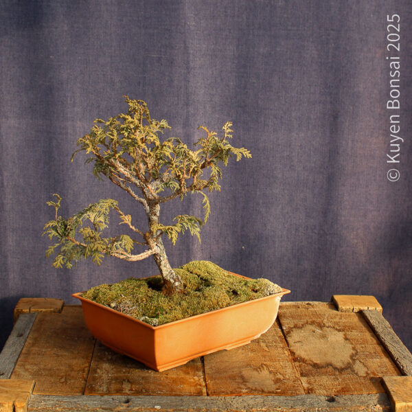 Chamaecyparis sp. #6