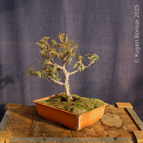 Chamaecyparis sp. #6 - Imagen 2