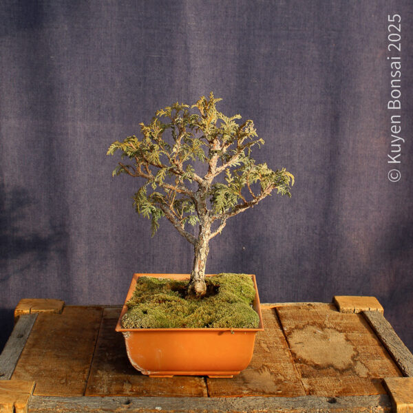 Chamaecyparis sp. #6 - Imagen 3