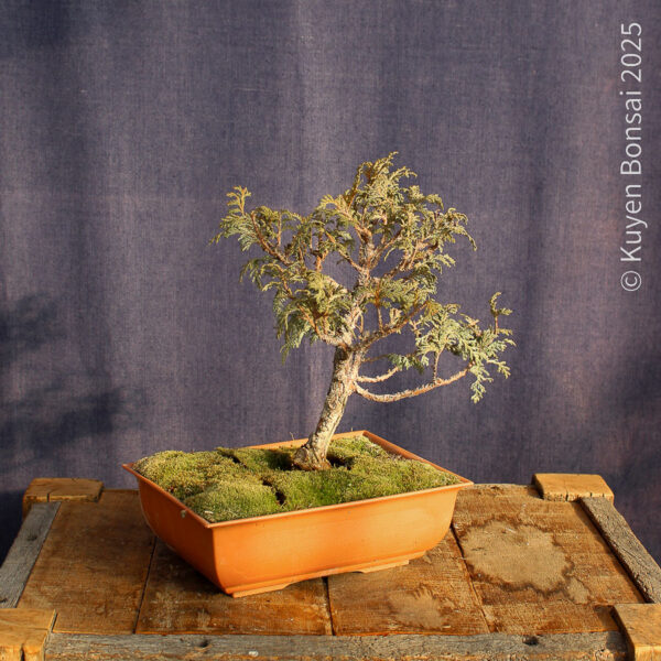 Chamaecyparis sp. #6 - Imagen 4
