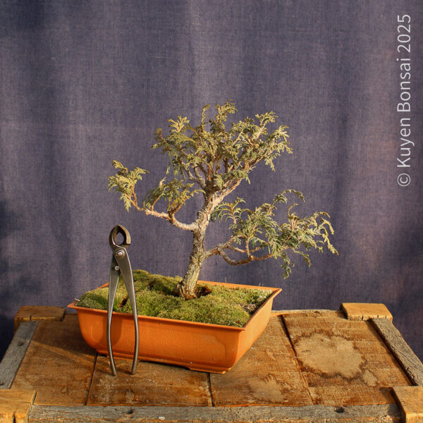 Chamaecyparis sp. #6 - Imagen 5