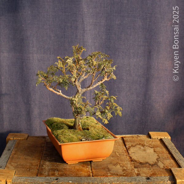 Chamaecyparis sp. #6 - Imagen 6