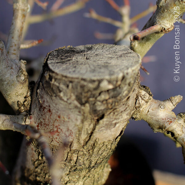 Crataegus monogyna #18