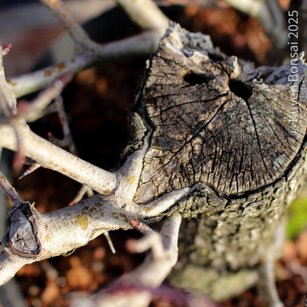 Crataegus monogyna #18 - Imagen 11