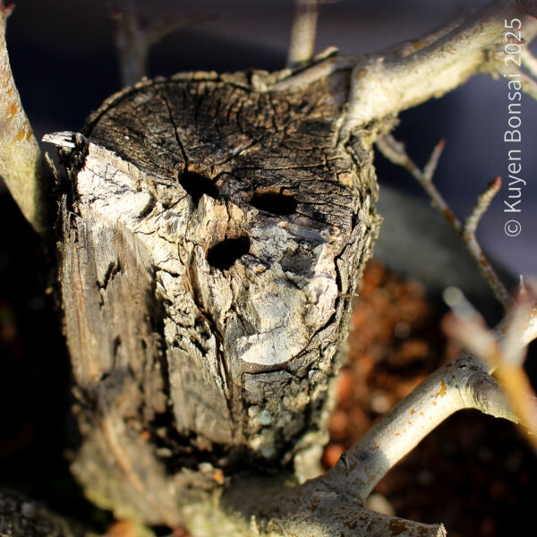 Crataegus monogyna #18 - Imagen 12
