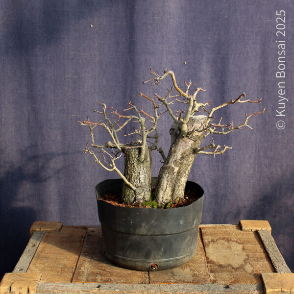 Crataegus monogyna #18 - Imagen 2