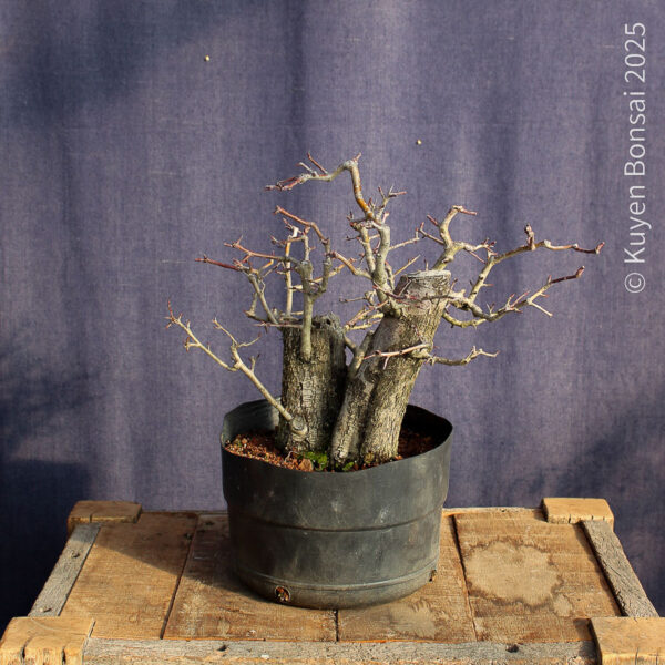 Crataegus monogyna #18 - Imagen 3