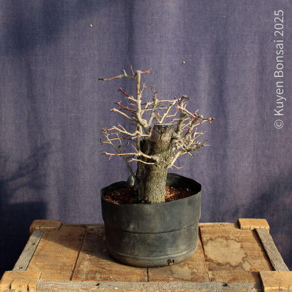 Crataegus monogyna #18 - Imagen 4