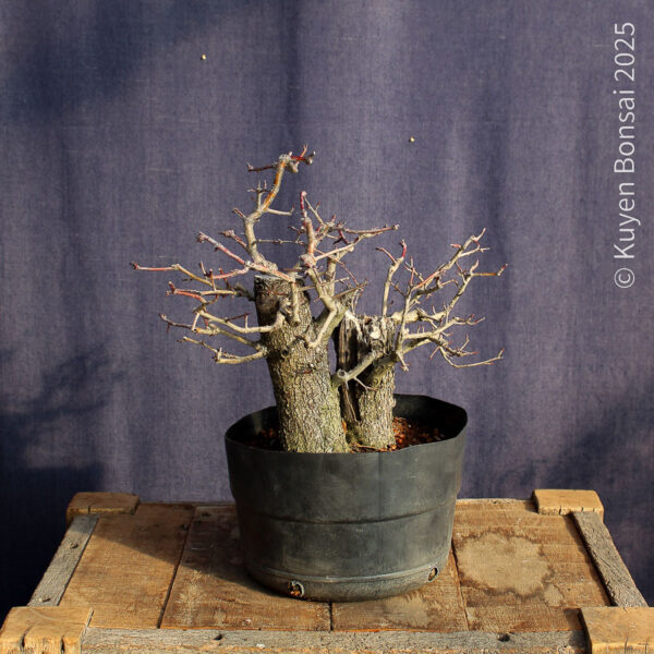 Crataegus monogyna #18 - Imagen 5