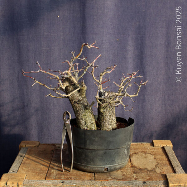 Crataegus monogyna #18 - Imagen 6