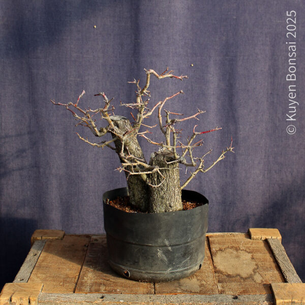 Crataegus monogyna #18 - Imagen 7
