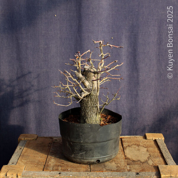 Crataegus monogyna #18 - Imagen 8