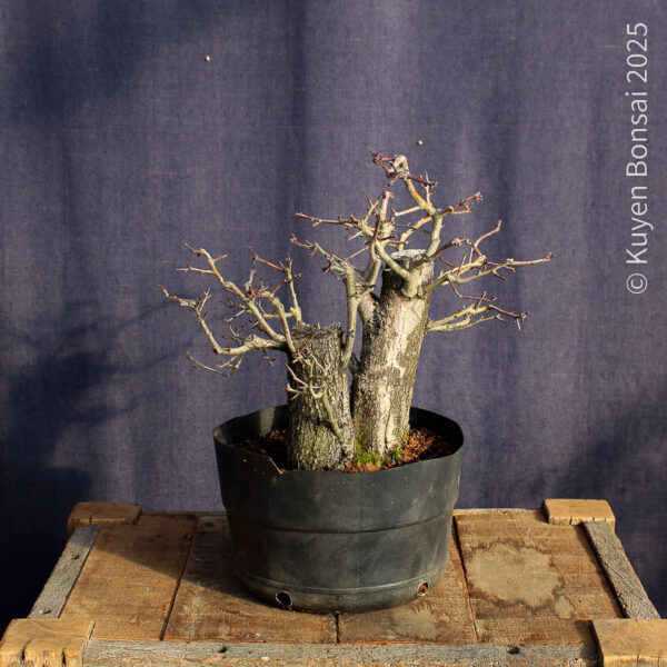 Crataegus monogyna #18 - Imagen 9
