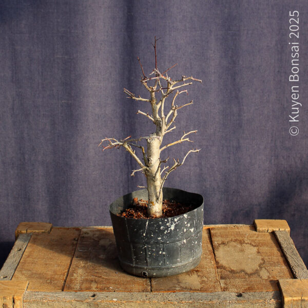 Crataegus monogyna #19