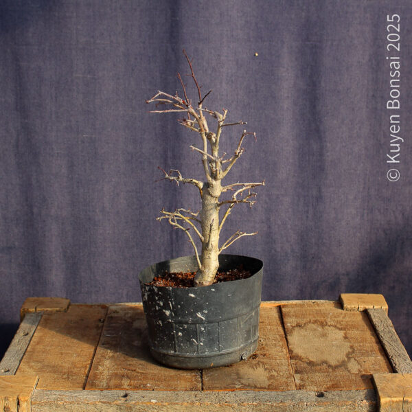 Crataegus monogyna #19 - Imagen 2