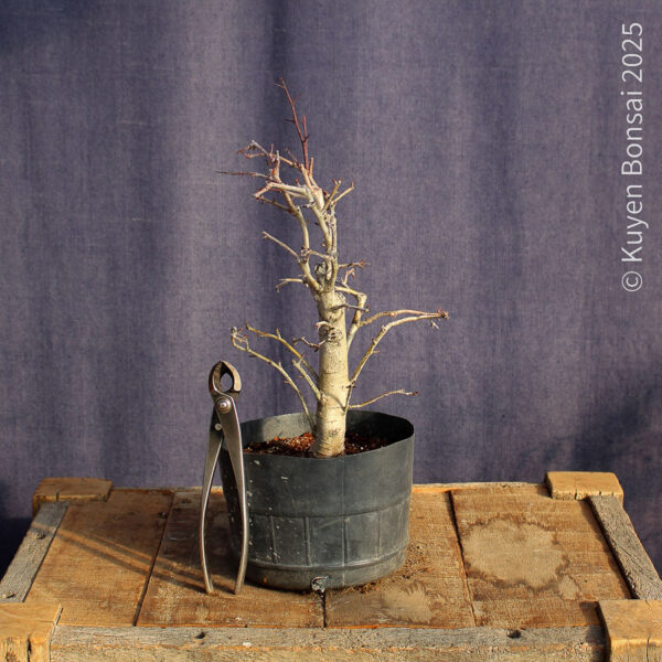 Crataegus monogyna #19 - Imagen 3