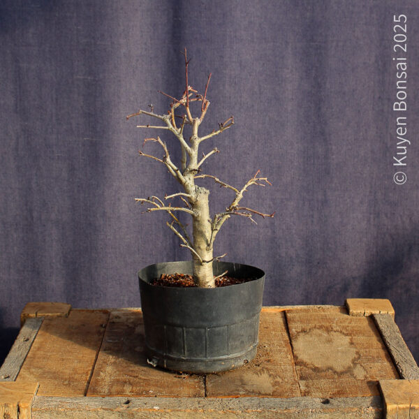 Crataegus monogyna #19 - Imagen 4