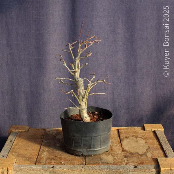 Crataegus monogyna #19 - Imagen 5