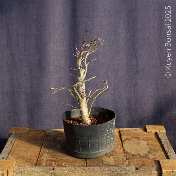 Crataegus monogyna #19 - Imagen 6