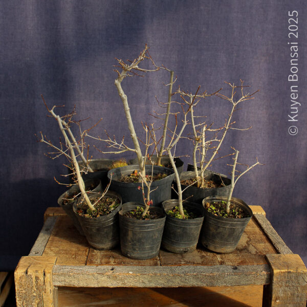 Acer buergerianum - Kit de bosque #3 - Imagen 2