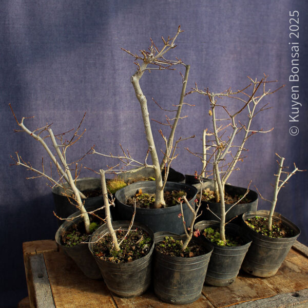 Acer buergerianum - Kit de bosque #3 - Imagen 3