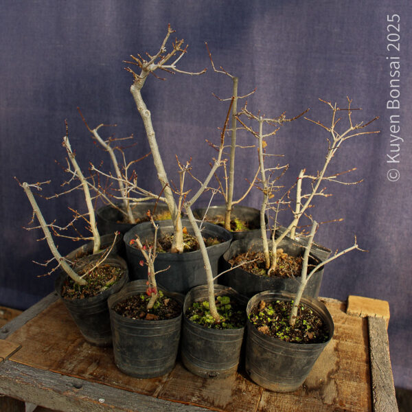 Acer buergerianum - Kit de bosque #3 - Imagen 4