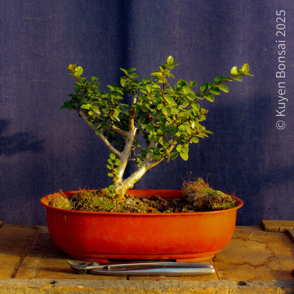 Luma apiculata #10