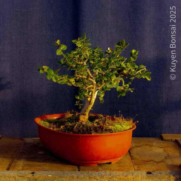 Luma apiculata #10 - Imagen 2