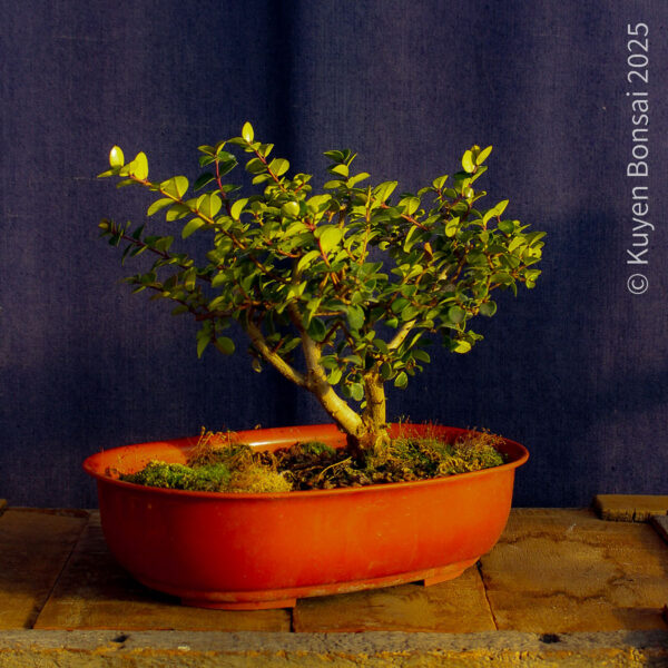 Luma apiculata #10 - Imagen 3