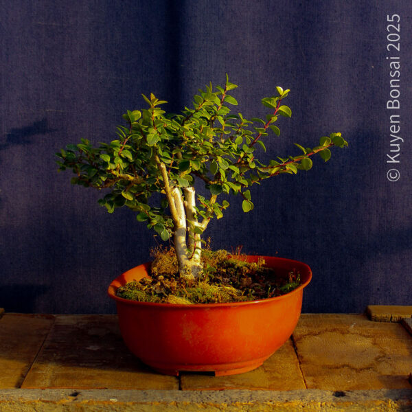 Luma apiculata #10 - Imagen 5