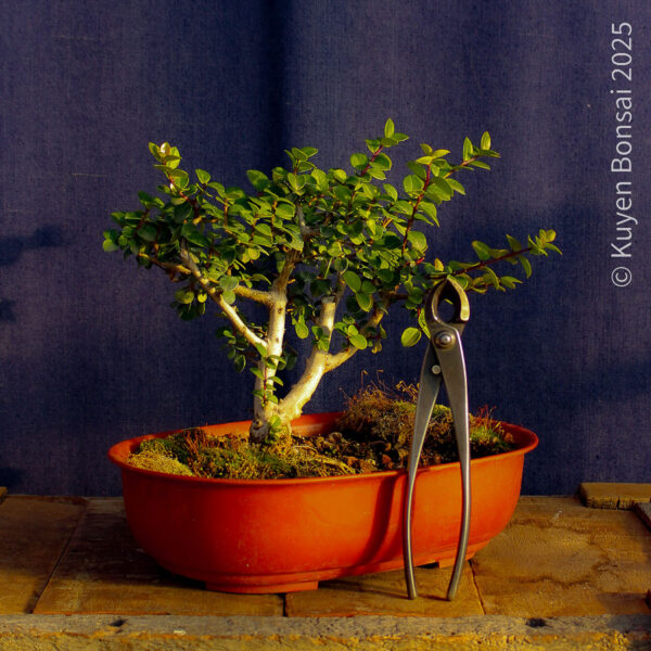 Luma apiculata #10 - Imagen 6