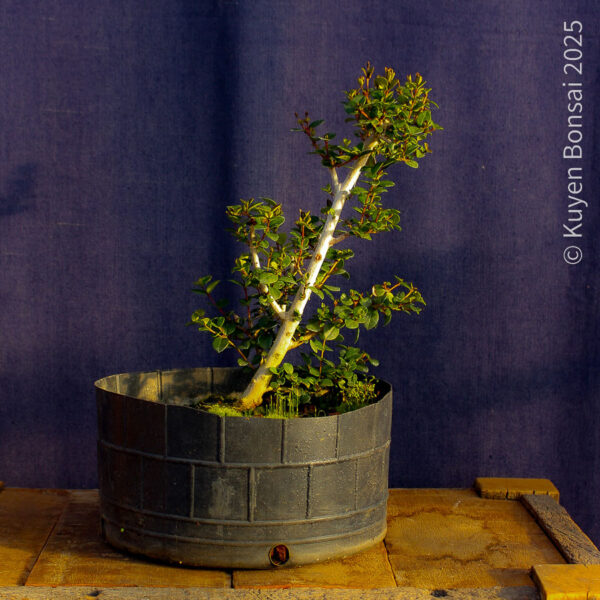 Luma apiculata #11