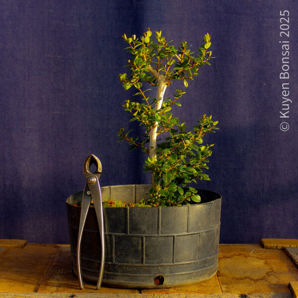 Luma apiculata #11 - Imagen 2