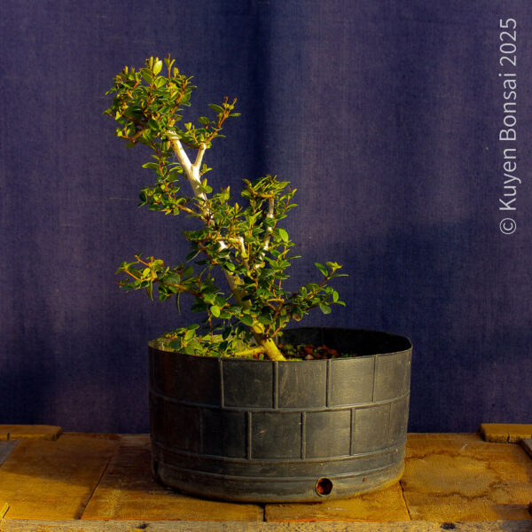 Luma apiculata #11 - Imagen 3