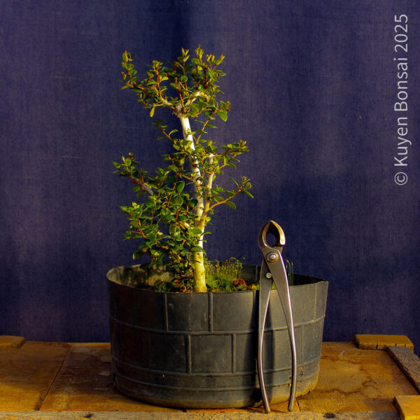 Luma apiculata #11 - Imagen 4