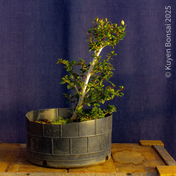 Luma apiculata #11 - Imagen 5