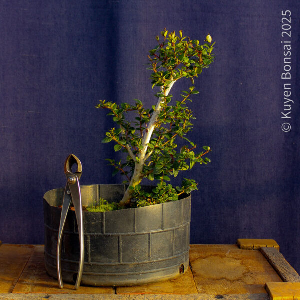 Luma apiculata #11 - Imagen 6