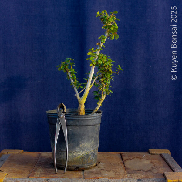 Luma apiculata #13