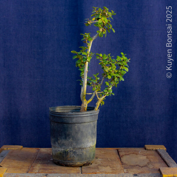 Luma apiculata #13 - Imagen 2