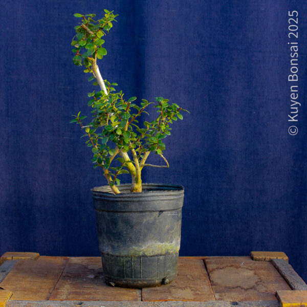 Luma apiculata #13 - Imagen 3