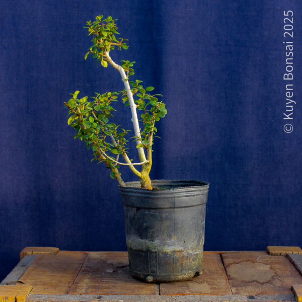 Luma apiculata #13 - Imagen 4