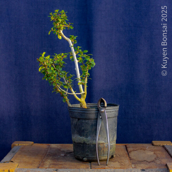Luma apiculata #13 - Imagen 5