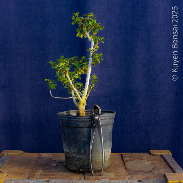 Luma apiculata #13 - Imagen 6